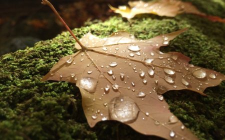 Hello World(Laravelの起動)