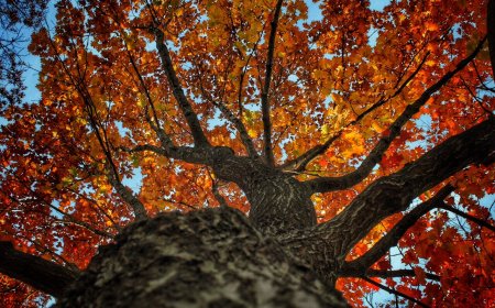 MVCモデルとは（Laravel）